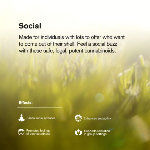 Red Congolese Flower – Sativa – THCA - Thumbnail 6