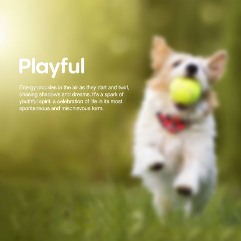 500mg CBD Pet Treats For Dogs - Biscuits - MediPets - Thumbnail 7