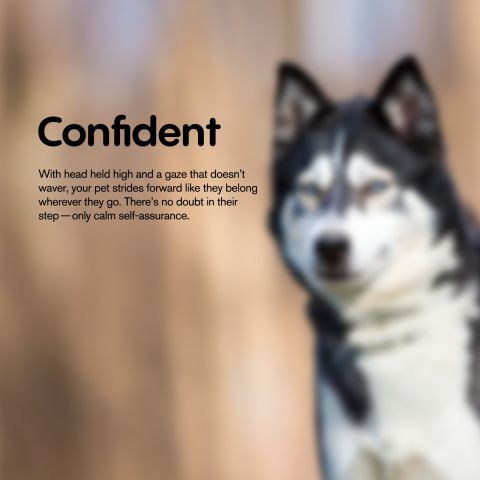 300mg CBD Pet Treats For Dogs - Bone Marrow Chew - MediPets - Thumbnail 7