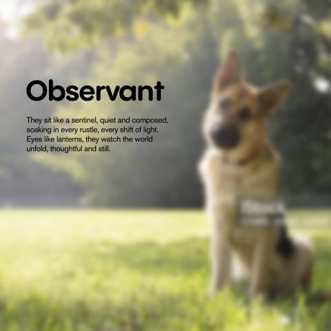 300mg CBD Pet Treats For Dogs - Grilled Chicken - MediPets - Thumbnail 7