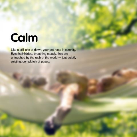 500mg CBD Pet Treats For Dogs - Grilled Steak - MediPets - Thumbnail 9