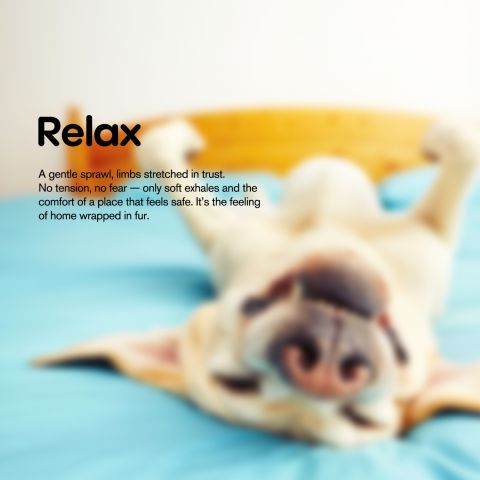 CBD Dog Treats - Mini Hot Dogs - 600mg - MediPets - Thumbnail 7