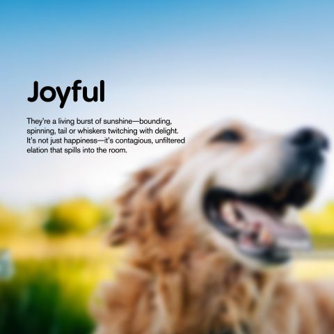 300mg CBD Pet Treats For Dogs - Pigs in a Blanket - MediPets - Thumbnail 7