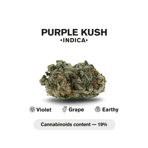 1.5g Purple Kush King Size Pre-Roll - Indica - THCA - 1 Joint - Thumbnail 5