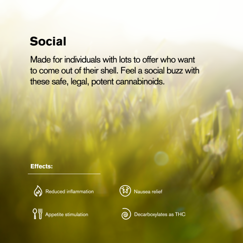 1.5g Maui Wowie King Size Pre-Roll - Sativa - THCA - 1 Joint - Thumbnail 8