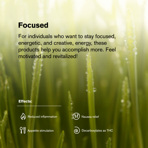 1.5g Chocolope Strain King Size Pre-Roll - Sativa - THCA - 1 Joint - Thumbnail 8