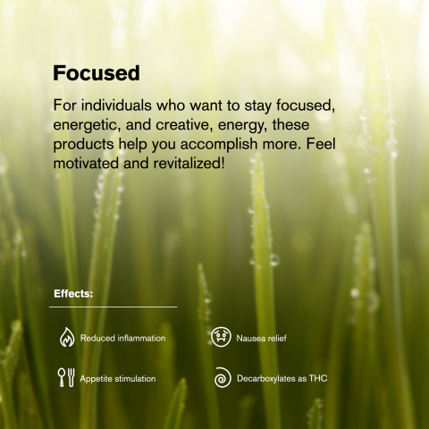 0.5g Jack Herer Mini Pre-Roll - Sativa - THCA - 5 Joints - Thumbnail 9