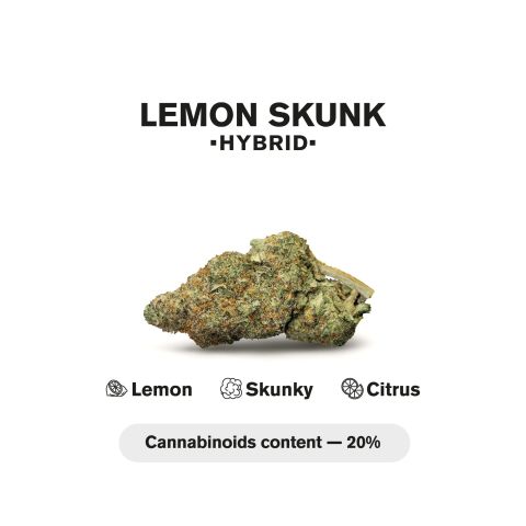 1.5g Lemon Skunk King Size Pre-Roll - Hybrid - THCA - 5 Joints - Thumbnail 5