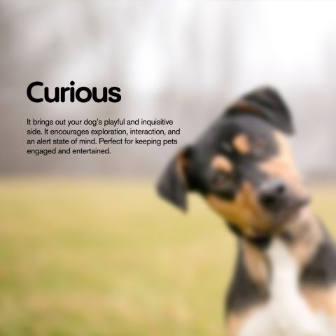 200mg CBD Pet Treats For Dogs - Meaty Steak Treats - MediPets - Thumbnail 7