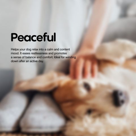 200mg CBD Pet Treats For Dogs - Kabobs - MediPets - Thumbnail 7