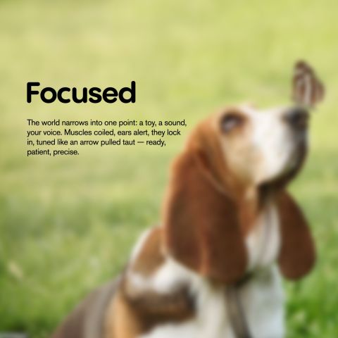 1,000mg CBD Pet Treats For Dogs - Burger Beef Minis - MediPets - Thumbnail 9