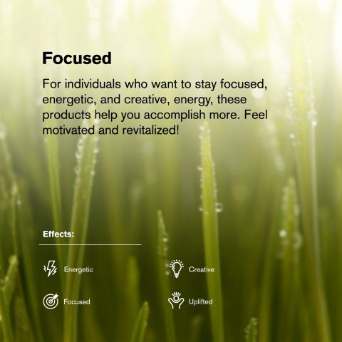 Key Lime Jack Flower - Hybrid - THCA - Thumbnail 5