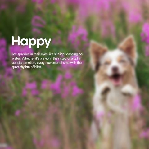 600mg CBD Pet Treats For Dogs - Beef Jerky - MediPets - Thumbnail 9