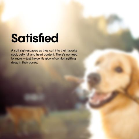 1,000mg CBD Pet Treats For Dogs - Wavy Bacon & Cheese Bites - MediPets - Thumbnail 7