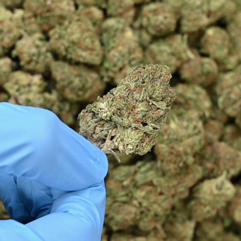 Apple Fritter Flower – Hybrid – THCA - Video Thumbnail 1