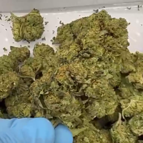 Black Cherry Gelato Flower - Indica - THCA - Video Thumbnail 1