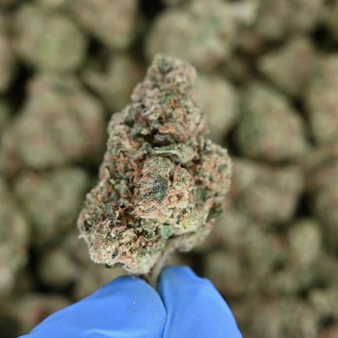 Bubble Bath Flower – Hybrid – THCA - Video Thumbnail 1