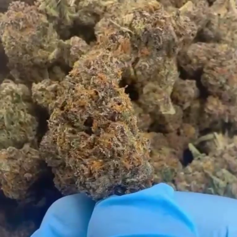 Candy Gelato Flower – Hybrid – THCA - Video Thumbnail 1