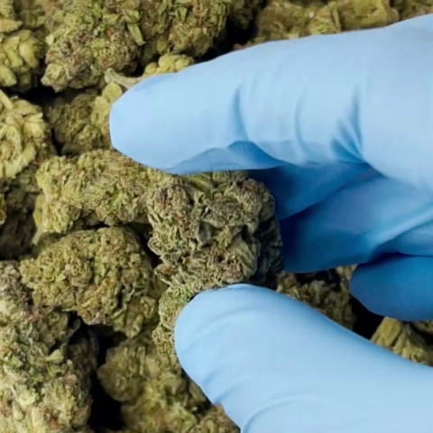 Chemdawg Flower – Hybrid – THCA - Video Thumbnail 1