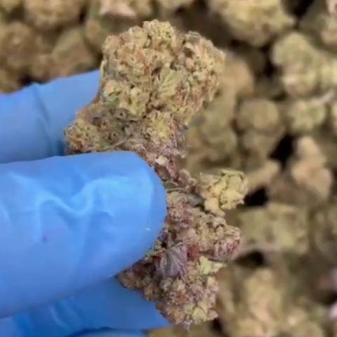 Durban Poison Flower – Sativa – THCA - Video Thumbnail 1