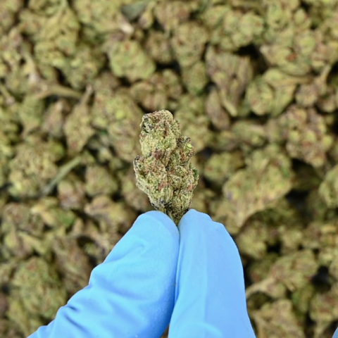 Gelato Haze Flower – Hybrid – THCA - Video Thumbnail 1