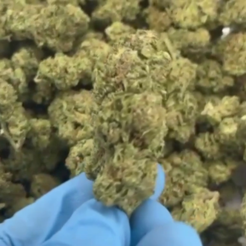 Glitter Bomb Flower – Indica – THCA - Video Thumbnail 1