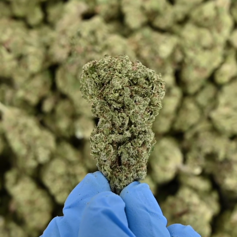 Grapes n Cream Flower - Hybrid - THCA - Video Thumbnail 1