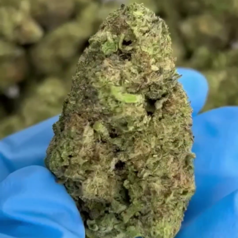 Gush Mintz Flower – Indica – THCA - Video Thumbnail 1