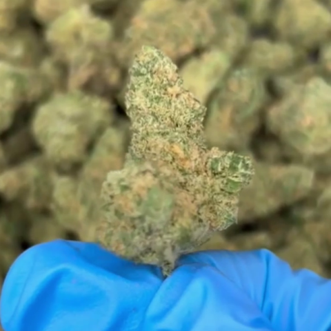 Hammerhead Flower – Indica – THCA - Video Thumbnail 1