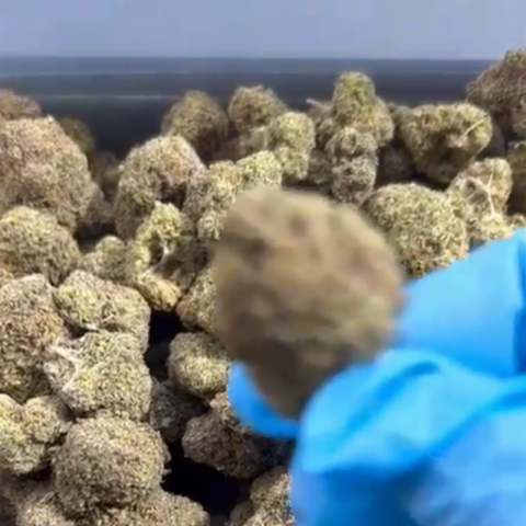 Ice Cream Cake Flower – Indica – THCA - Video Thumbnail 1