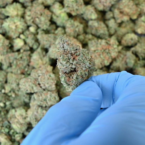 Italian Ice Flower – Hybrid – THCA - Video Thumbnail 1