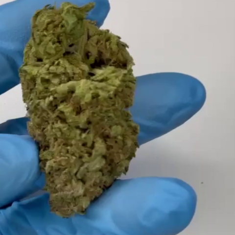 Jealousy Flower – Hybrid – THCA - Video Thumbnail 1