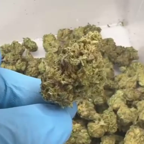 Jelly Cake Flower – Indica – THCA - Video Thumbnail 1