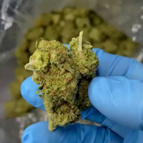 Jet Fuel Gelato Flower - Sativa - THCA - Video Thumbnail 1