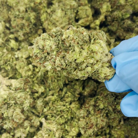 Jungle Juice Flower – Hybrid – THCA - Video Thumbnail 1