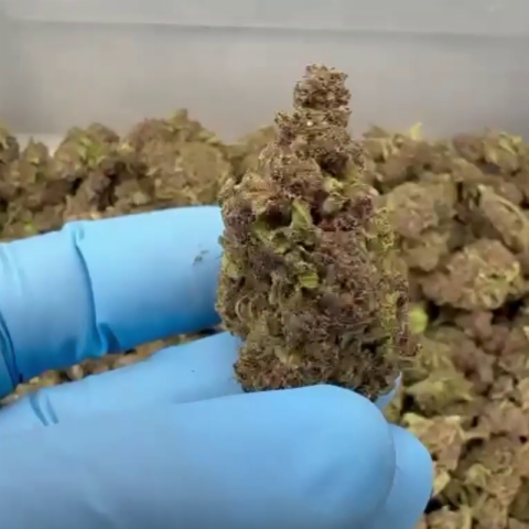 Frozen Lemonade Flower – Sativa – THCA - Video Thumbnail 1