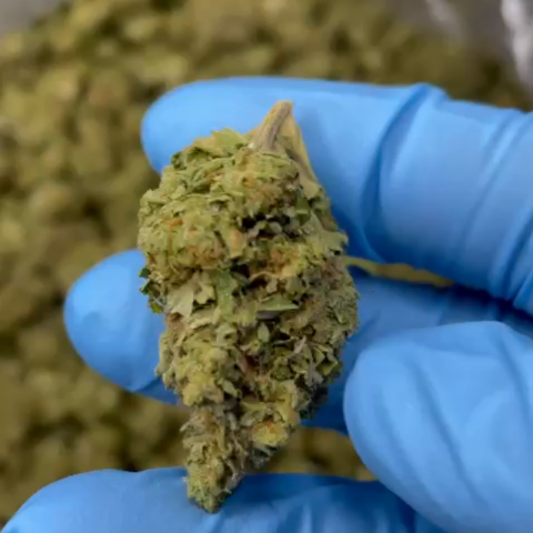 Limoncello Runtz Flower – Sativa – THCA - Video Thumbnail 1