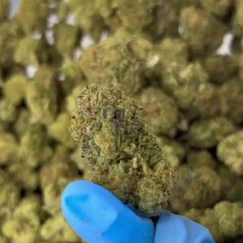 Green D2OSIS Flower – Hybrid – THCA - Video Thumbnail 1