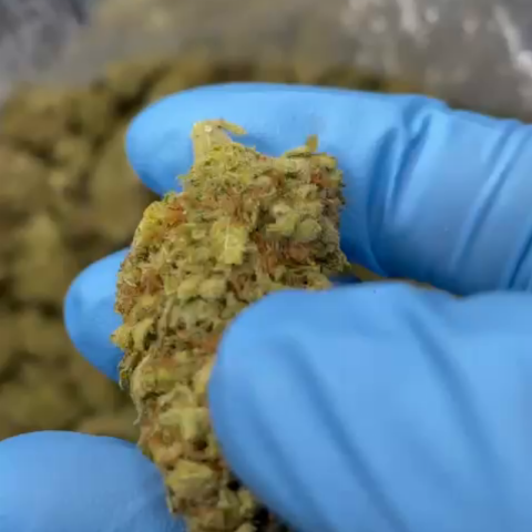 Ménage Flower – Indica – THCA - Video Thumbnail 1