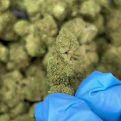 Modified Grapes Flower - Hybrid – THCA - Video Thumbnail 1