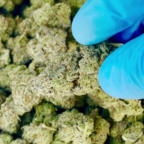 OG Plus (O+) Flower – Hybrid – THCA - Video Thumbnail 1