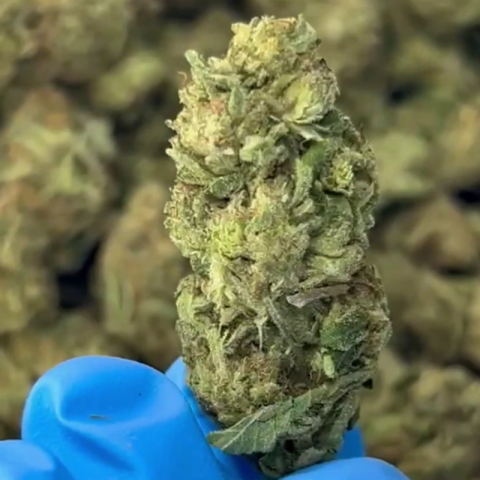 Pink Candy Flower - Sativa – THCA - Video Thumbnail 1