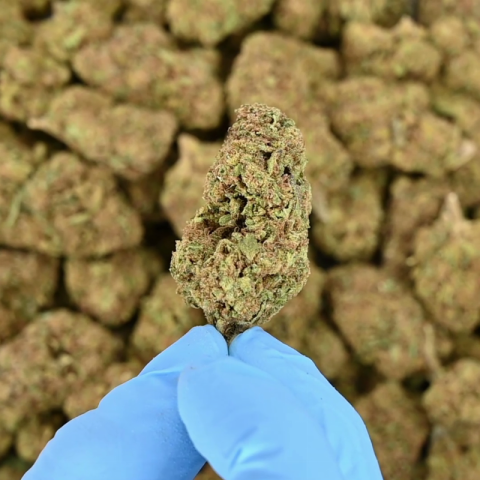 Pink Rosay Flower – Indica – THCA - Video Thumbnail 1