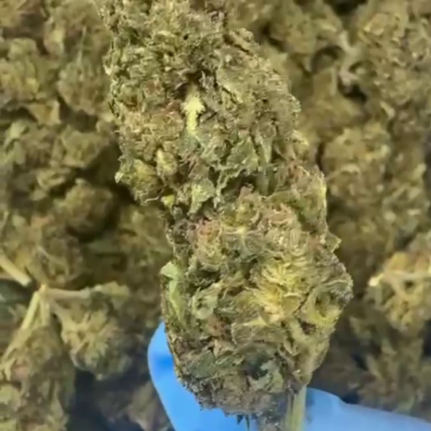 Purple Star Diesel Flower – Hybrid – THCA - Video Thumbnail 1