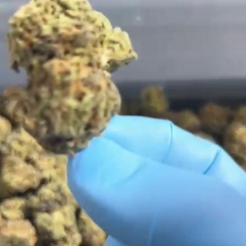 Rebel Runtz Flower – Indica – THCA - Video Thumbnail 1