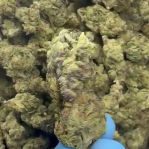 Silver Haze Flower – Sativa – THCA - Video Thumbnail 1