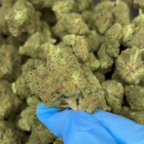 Tangelo Flower – Hybrid – THCA - Video Thumbnail 1