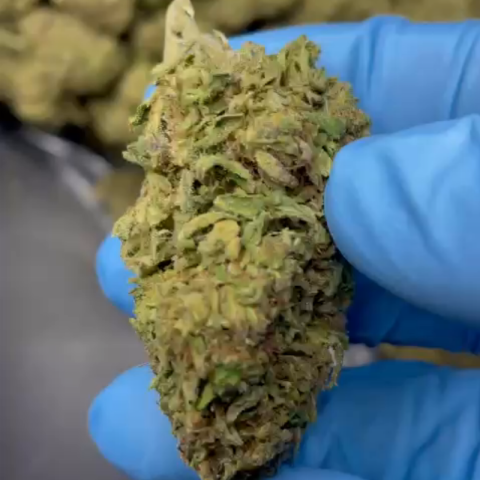Tropicana Flower – Sativa – THCA - Video Thumbnail 1