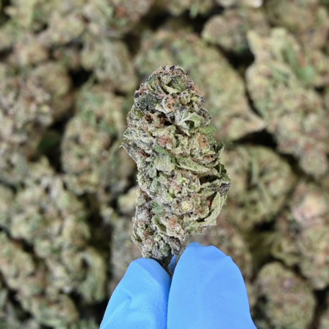 Walrus Kush Flower - Hybrid - THCA - Video Thumbnail 1