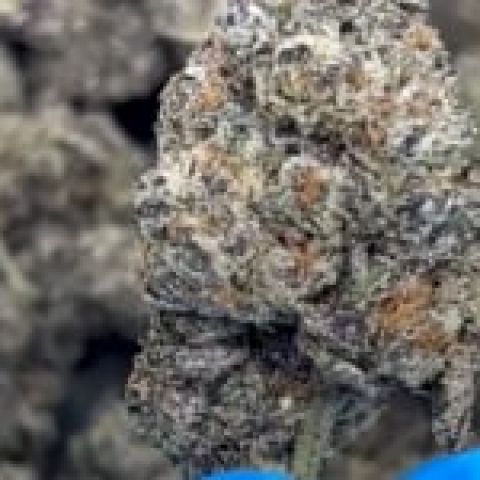 Lemon Cherry Gelato Flower - THCA - Hybrid - Video Thumbnail 1